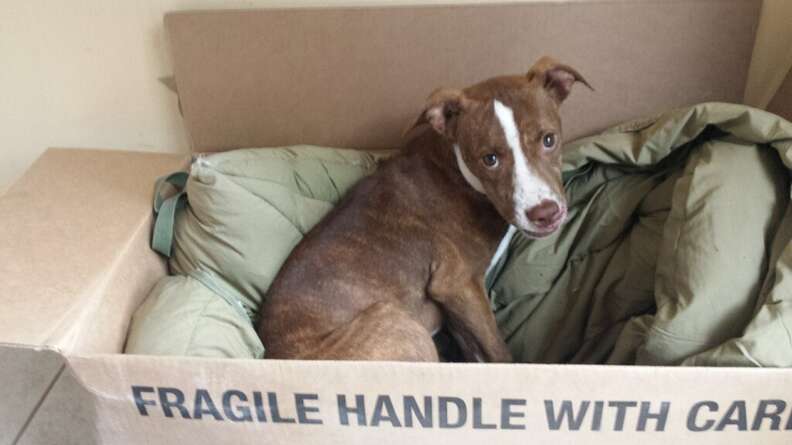 dog needs a home
