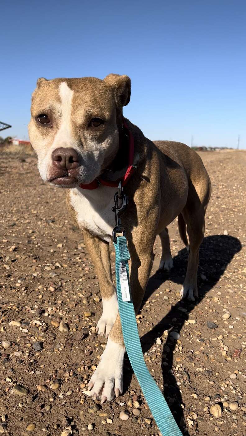dog needs a home