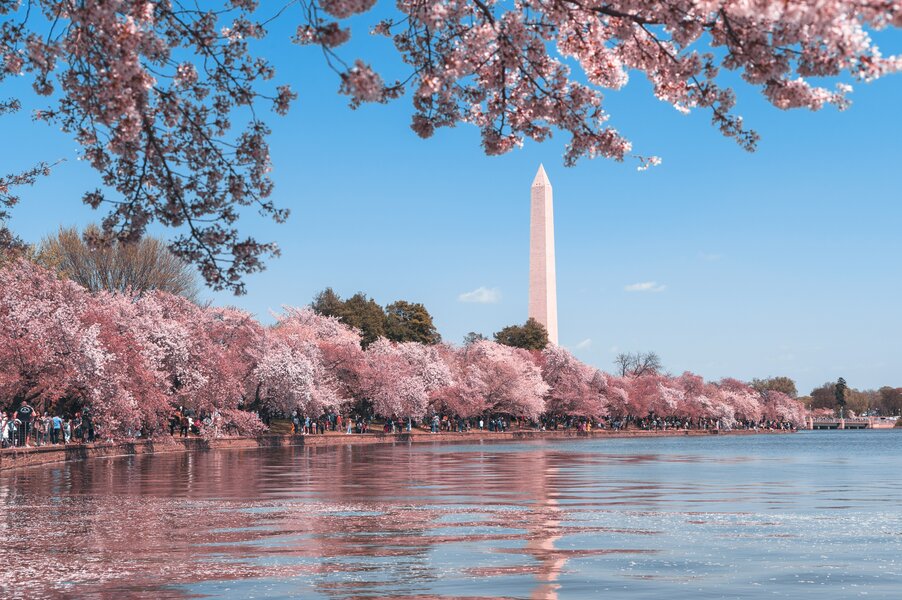 From the blue of the Tidal Basin water to the pink of a blooming