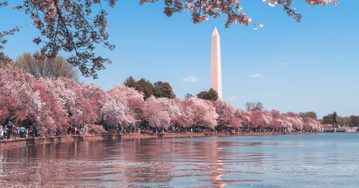 Washington Nationals Honor City's Iconic Cherry Blossoms with City