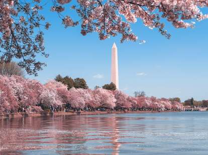 Washington Nationals Honor City's Iconic Cherry Blossoms With City