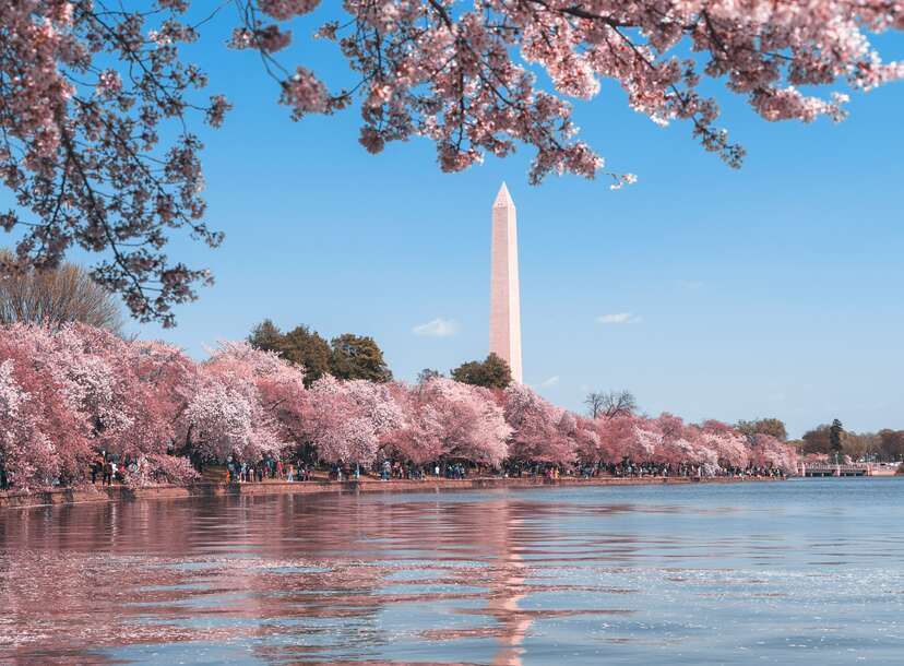 Cherry blossoms: Now's the time to head to Washington