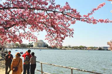 washington monument during cherry blossom season