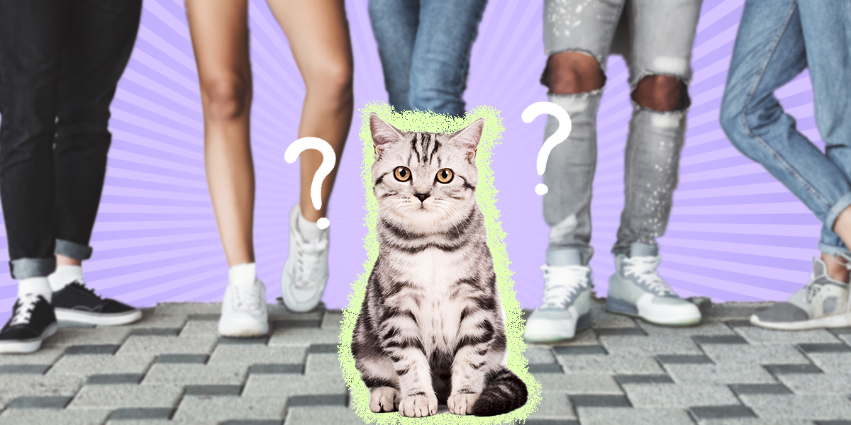 do-cats-remember-people-dodowell-the-dodo
