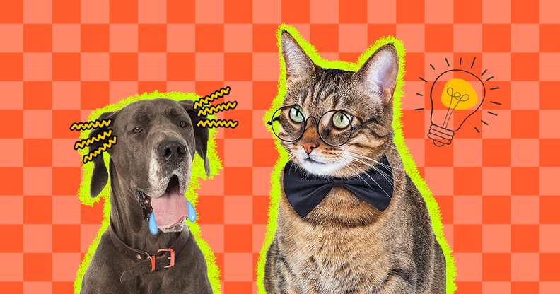 Are Dogs Smarter than Cats?