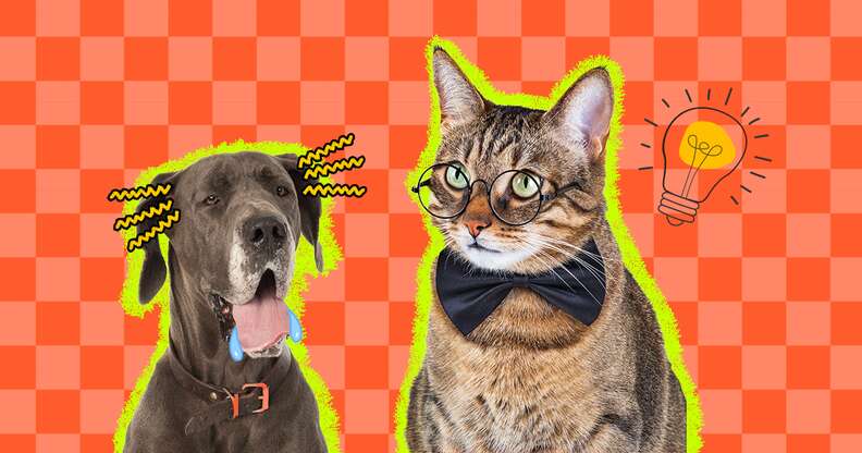 Cats vs. Dogs: Behavior, Intelligence, and Care Comparison · The Wildest