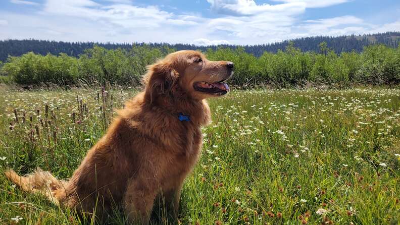 cute dog in a field
