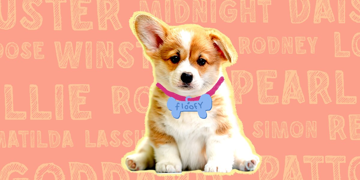 Cute corgi hot sale puppy names