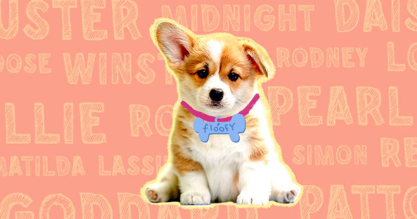 100+ Cute Dog Names That Are Almost As Adorable As Your Pup ...