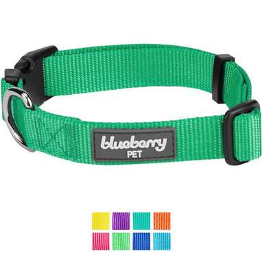 Best overall collar for puppies: Blueberry Pet Classic Solid Nylon Dog Collar