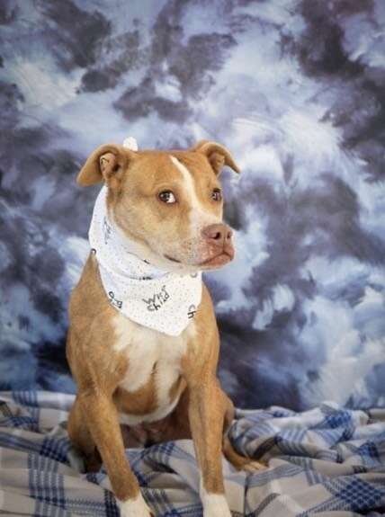 dog needs a home