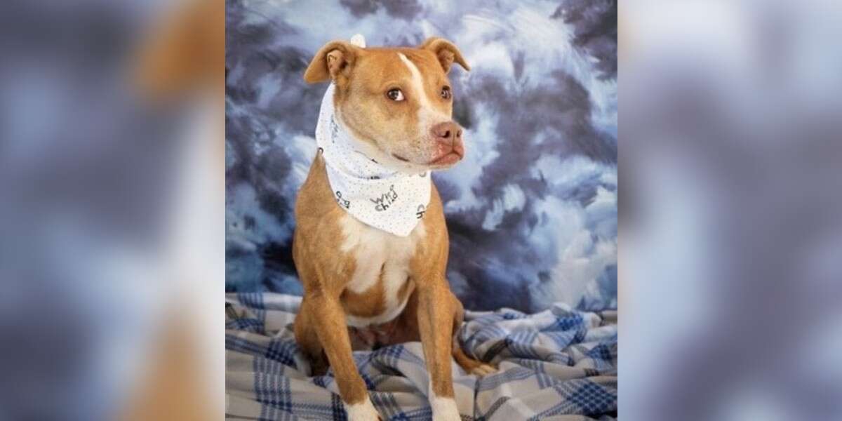 Dog Has Been Waiting For A Home For 7 Years - The Dodo