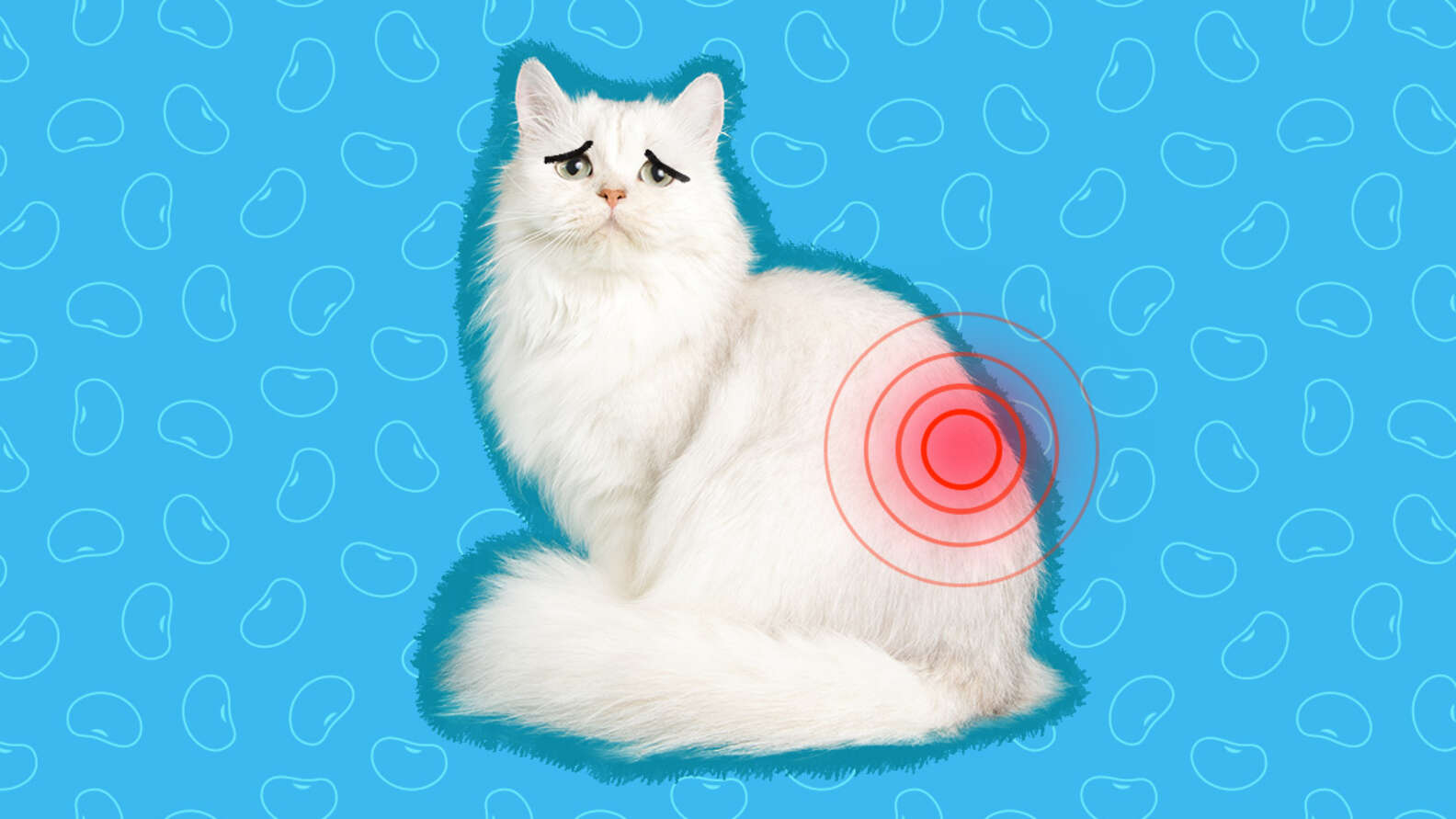 gabapentin cats with kidney disease