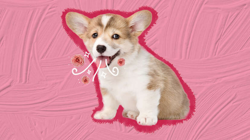 Puppy online mouth stinks