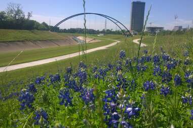 Bluebonnets