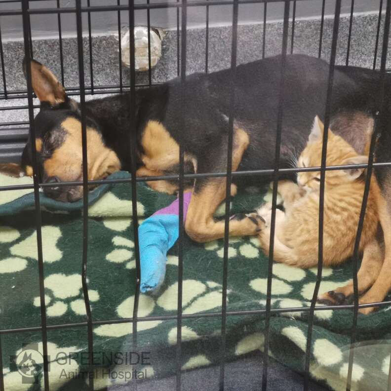 dog and kitten cuddling