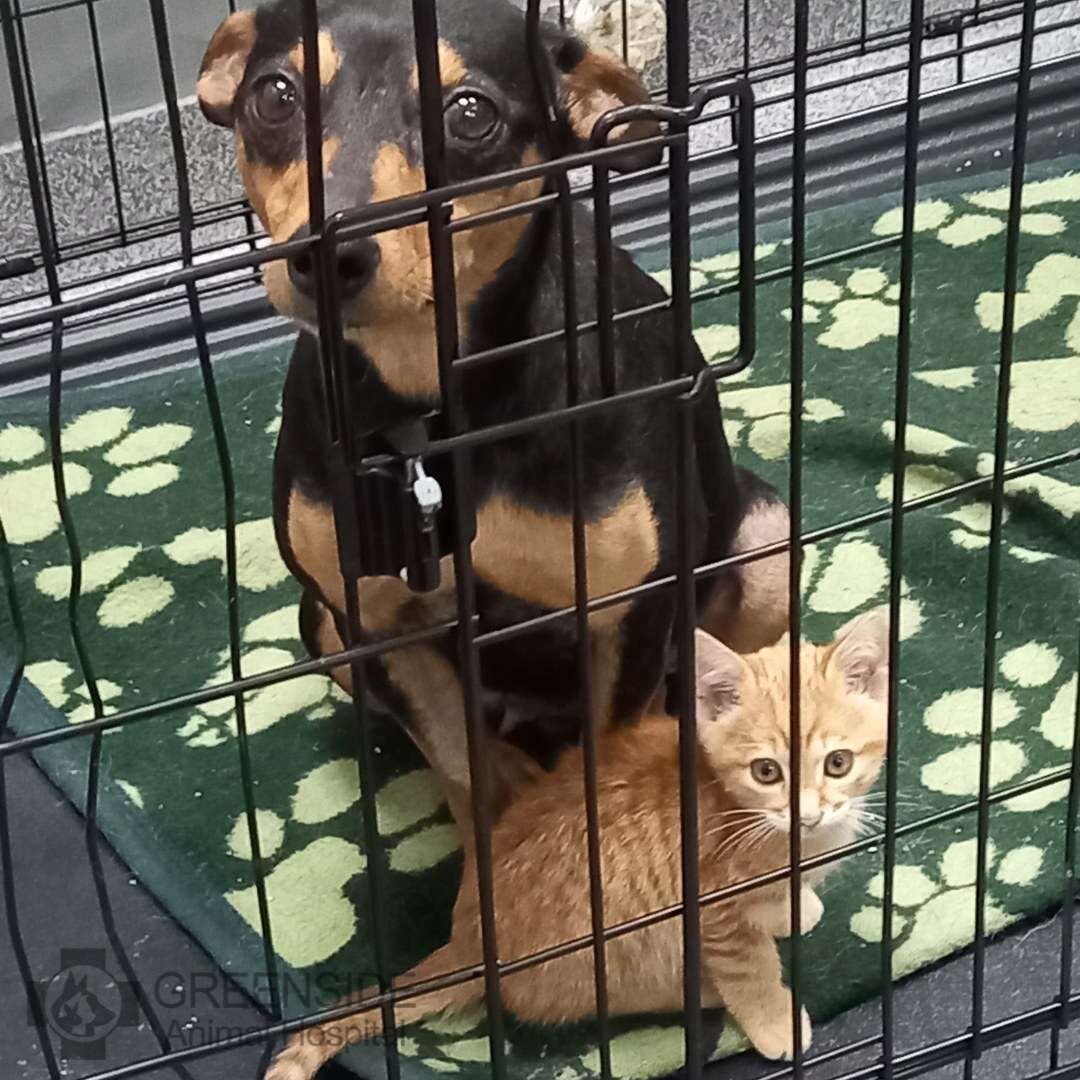 dog and kitten