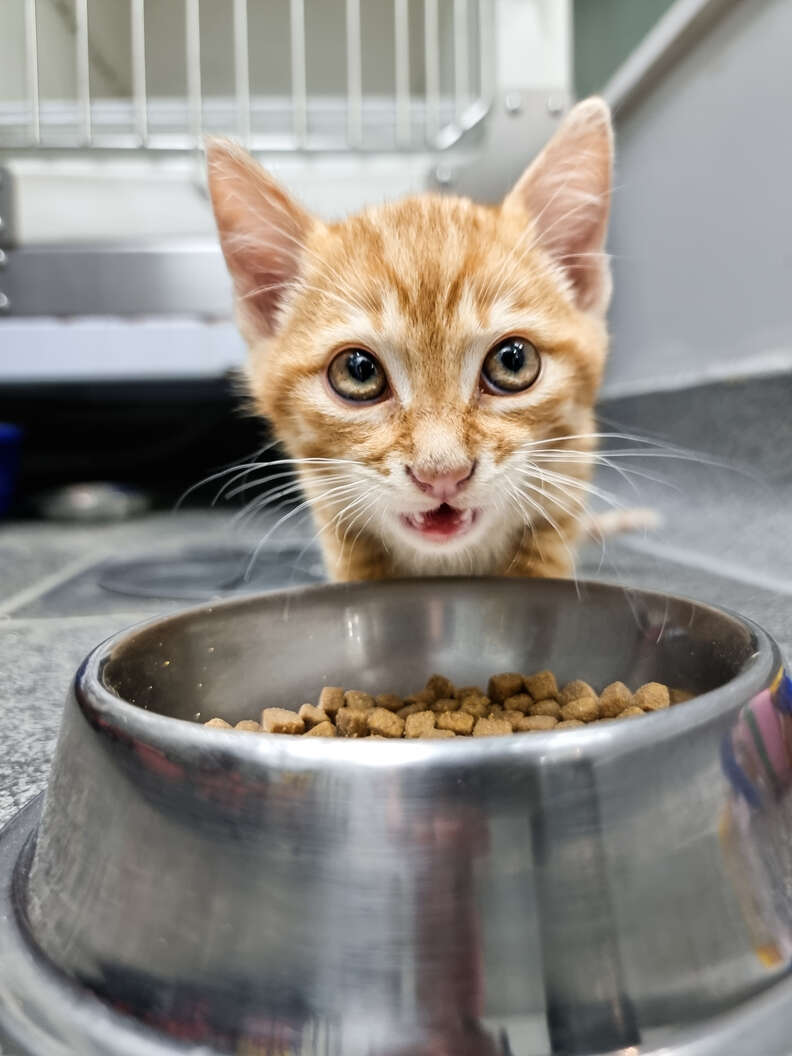 a cat really really scared of a dog