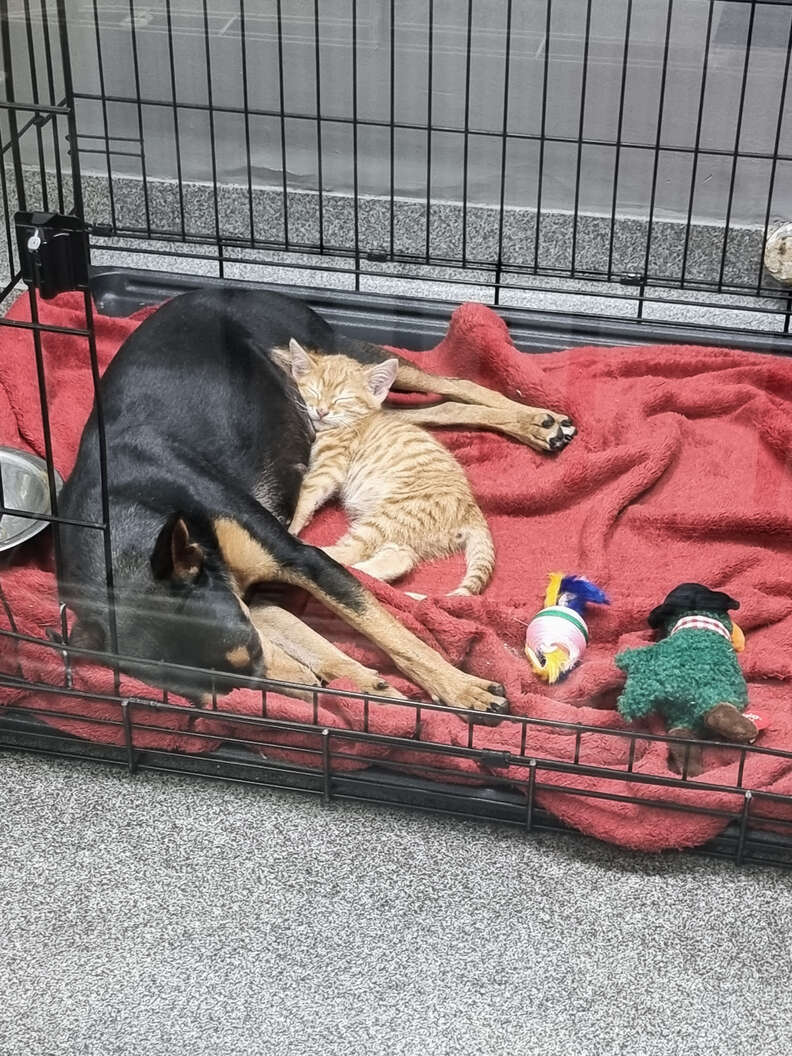 Hund und Kätzchen kuscheln