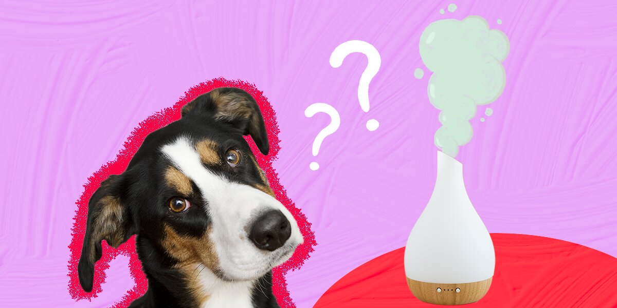 7 Essential Oils That Are Safe For Dogs And 14 That Aren t