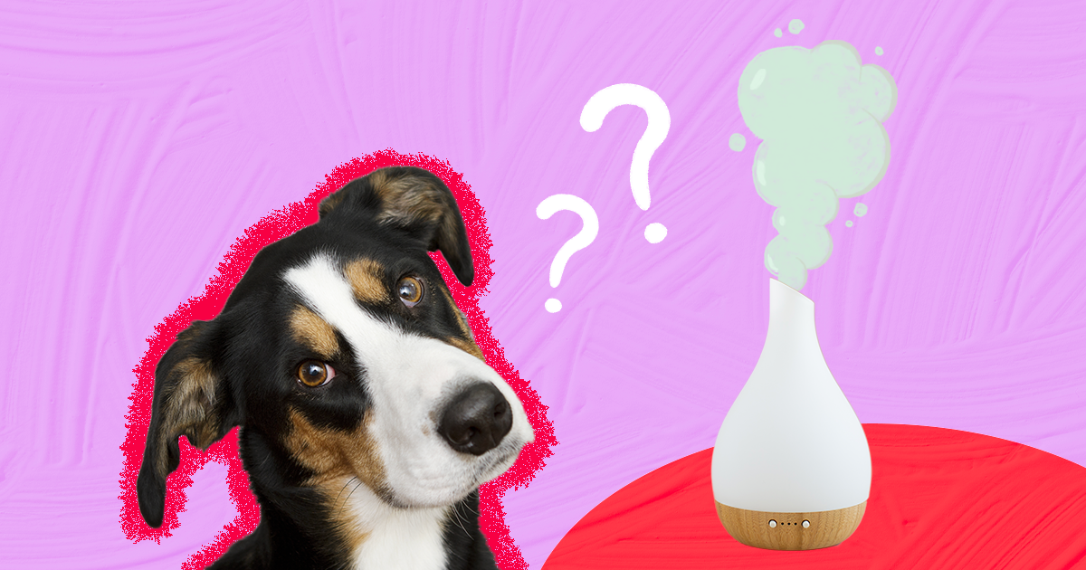 Dogs and essential sales oils