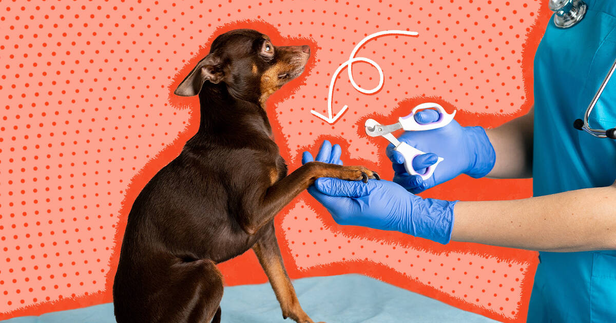 Nail clippers for shop dogs with black nails