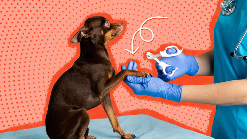 Best nail clippers for small dogs with black nails clearance