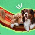 dogs in a hammock