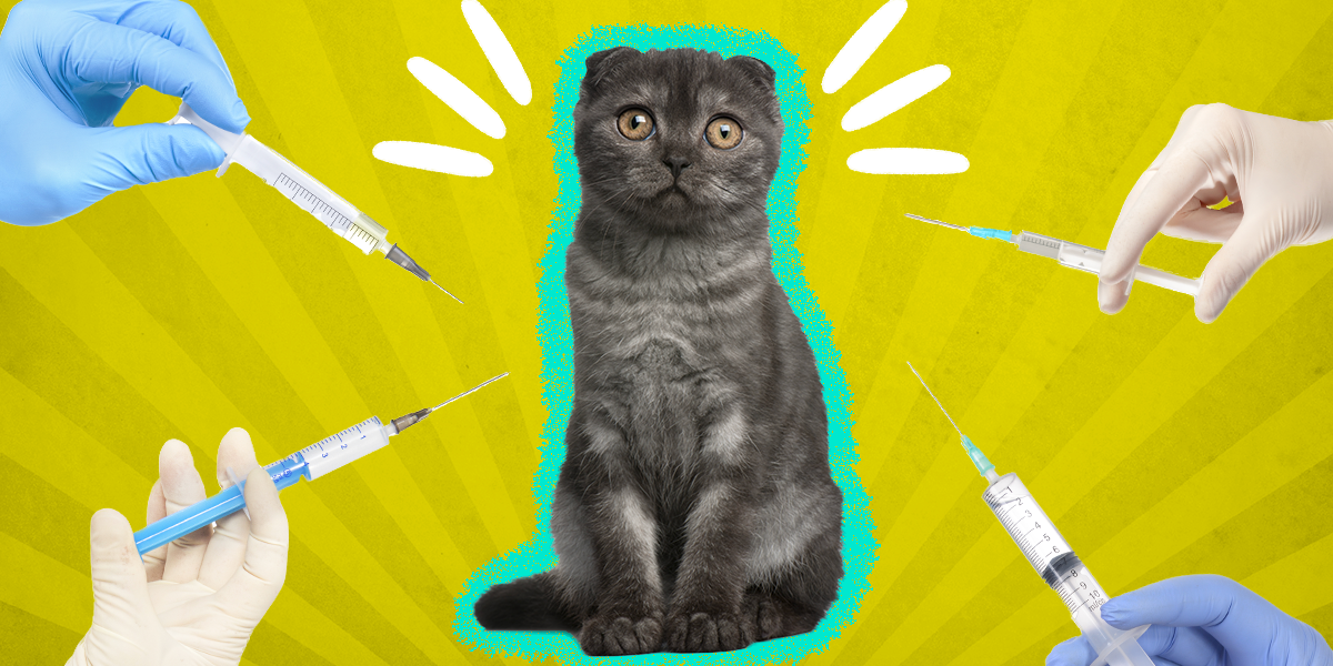how-often-do-cats-need-vaccines-and-which-ones-are-necessary