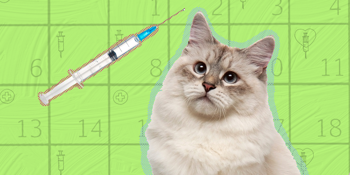 Kitten Vaccine Schedule When To Get Those Shots DodoWell The Dodo   Crop;