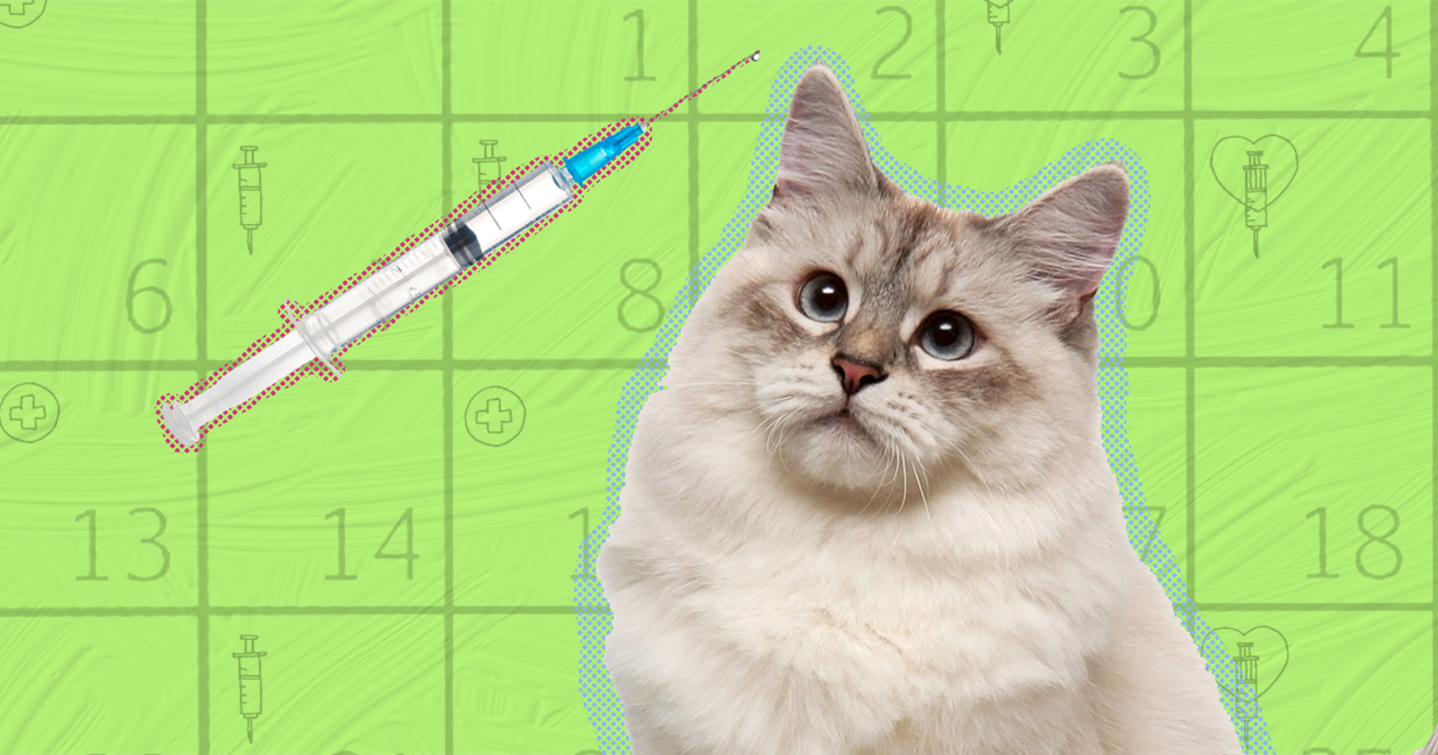 Kitten Vaccine Schedule When To Get Those Shots DodoWell The Dodo