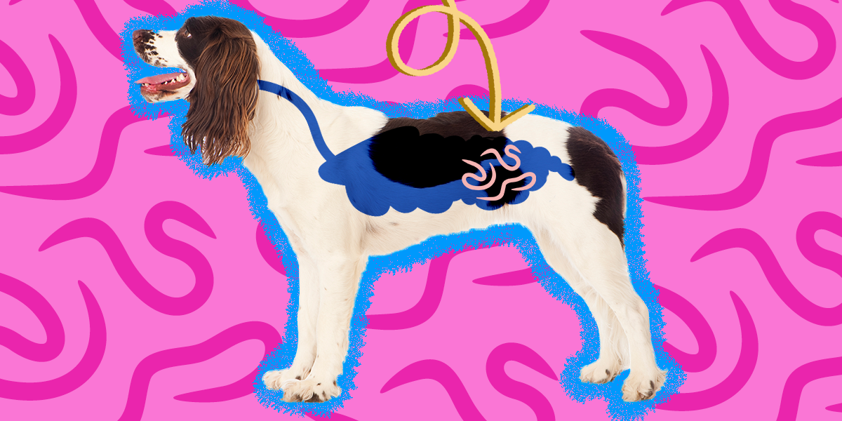 Hookworms In Dogs Causes, Symptoms And Treatment DodoWell The Dodo