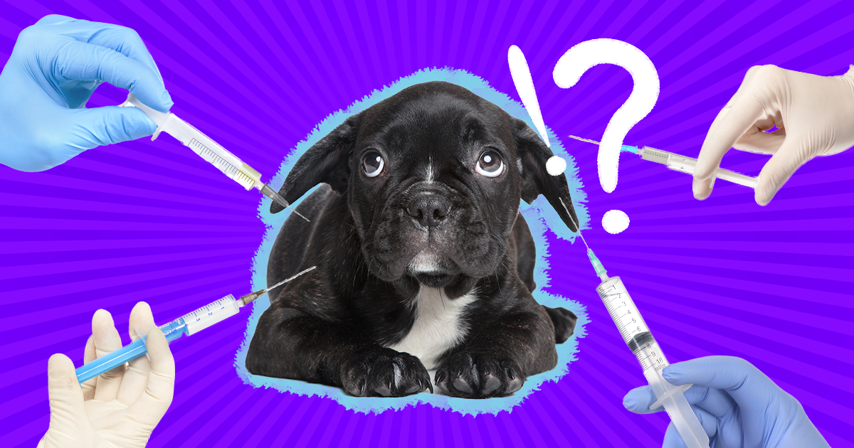 How Often Do Dogs Need Shots