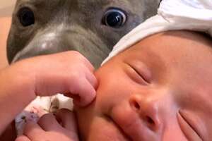 Pittie Is The Most Gentle Boy When He Meets His Little Sister For The First Time