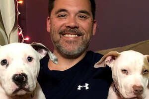 Tiny Pittie Foster Puppies Become 80-Pound Lap Dogs