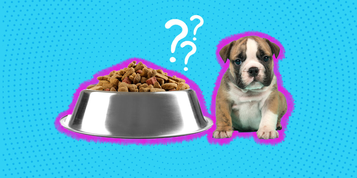 When can puppies top eat regular food