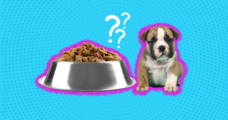 puppy with big bowl of dog food