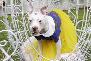 Pittie Is Obsessed With Her New Cinderella Carriage