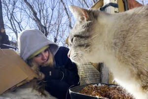 Woman Rescues Cats By Laying In The Snow In -40 Degrees