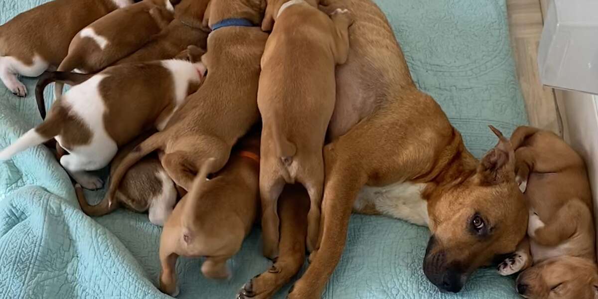 Scared Mama Dog With 14 Puppies Slowly Begins To Trust Her Rescuers