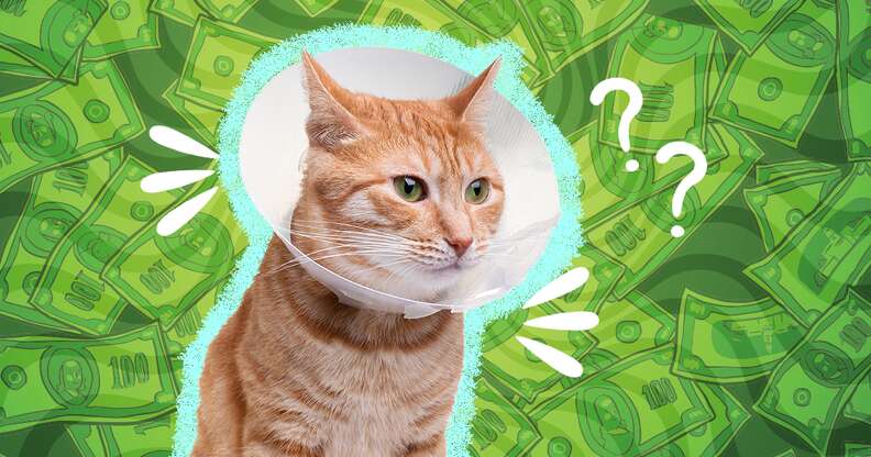 How Much Does It Cost To Neuter Or Spay A Cat DodoWell The Dodo