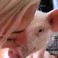 This Piglet Saved Her Own Life