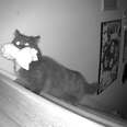 Cat Caught On Hidden Camera Stealing Human Sister's Toys At Night