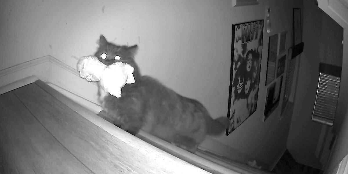 Cat Caught On Hidden Camera Stealing Human Sister's Toys At Night ...