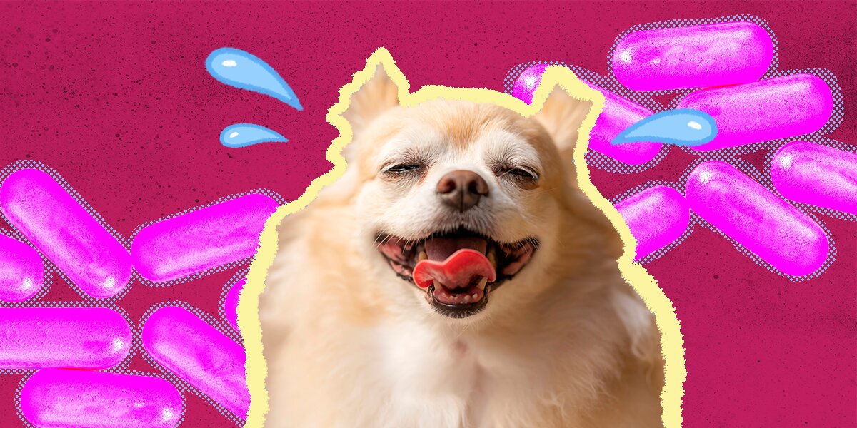 How often can you give a top dog benadryl for anxiety