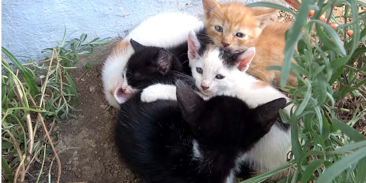 Guy Rescues Five Tiny Kittens And Brings Them All Home - Videos - The Dodo