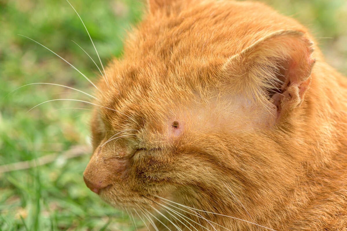 ticks on cat symptoms