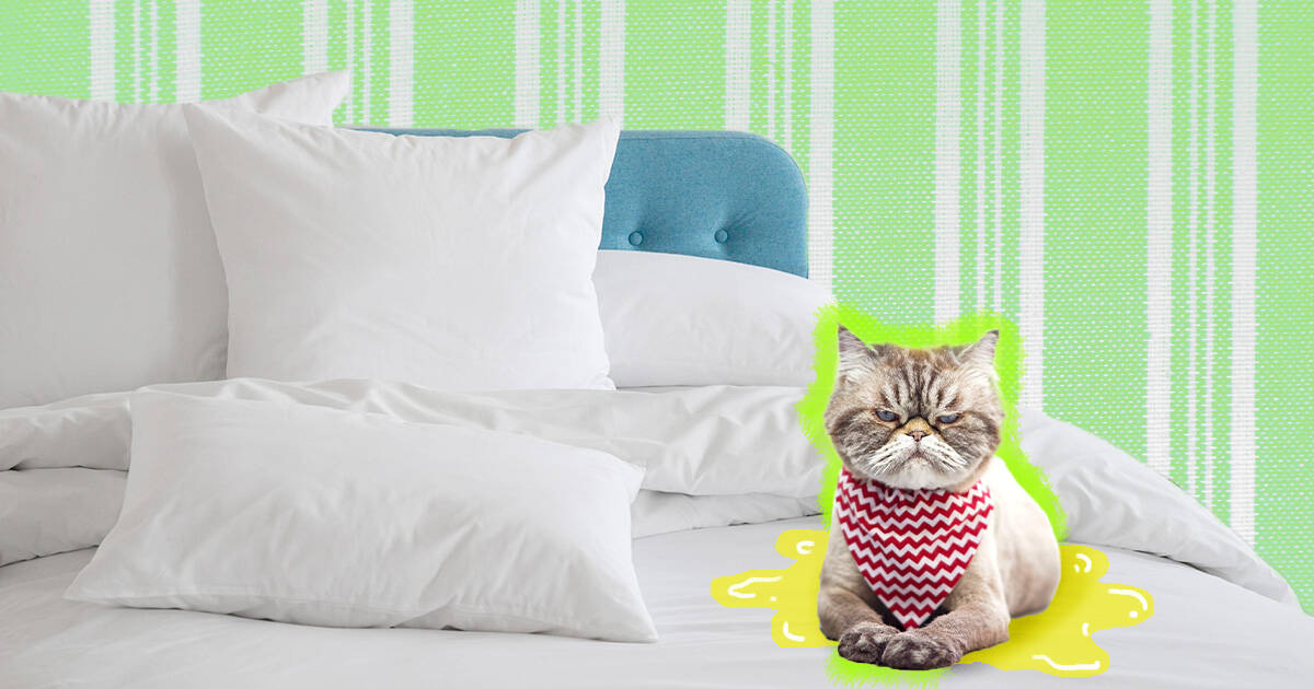 Kitten urinating shop on bed remedies