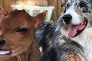 Lincoln The Furry Dog Helps Calvin The Little Cow Feel Happy