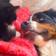 Midge The Cat Plays Ninja With Beatrix the Dog